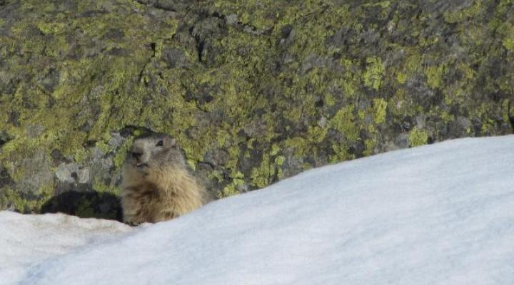 Ski de randonnée au printemps, les marmottes sont sorties.