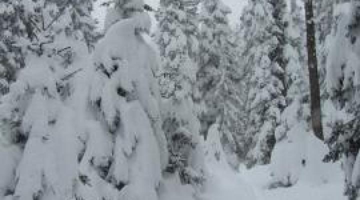 Ski de randonnée en foret - La Rosière Vanoise