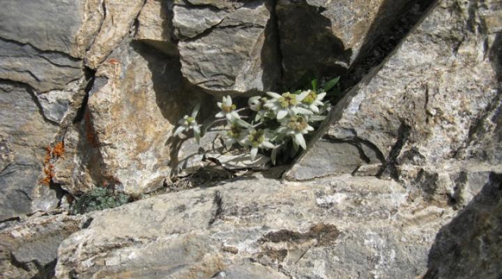 Edelweiss sur l'arête