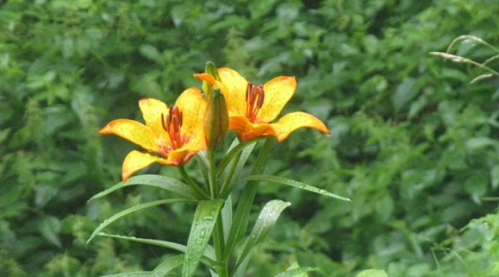 via ferrata les arcs