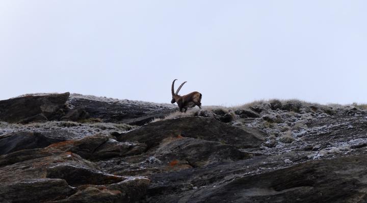 Sur le glacier de Rhemes Golette