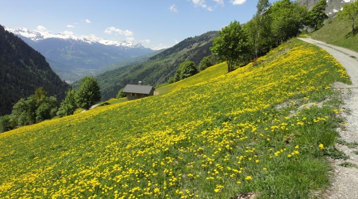 Belles couleurs de printemps