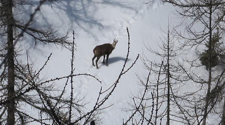 Randonnée à ski Ubayette
