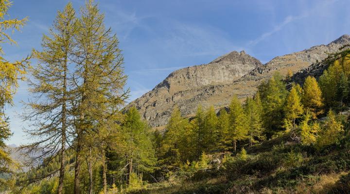 les mélèzes prennent leur parure d'automne... et c'est beau!