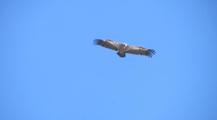 La Pointe de l'Aliet et la traversée des arêtes. Un vautour nous survole