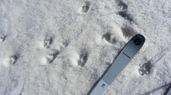 Traces de loups toutes fraiches et de bien grande taille.  à 100m du camp...