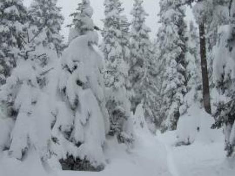 Ski de randonnée en foret - La Rosière Vanoise