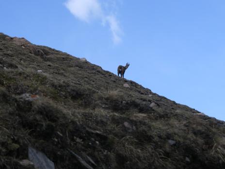 Chamois