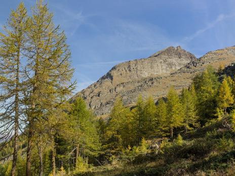 les mélèzes prennent leur parure d'automne... et c'est beau!