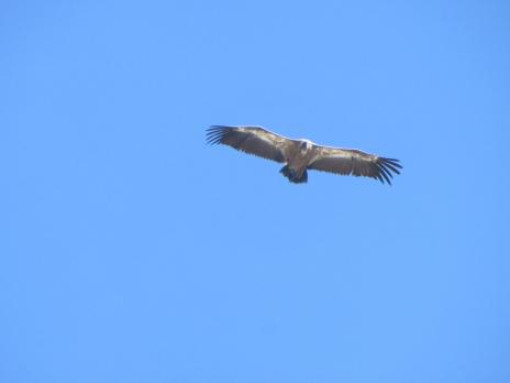 La Pointe de l'Aliet et la traversée des arêtes. Un vautour nous survole