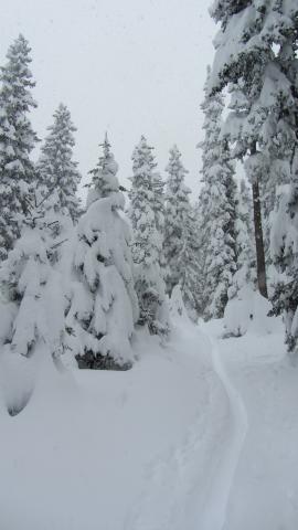Ski de randonnée en foret - La Rosière Vanoise