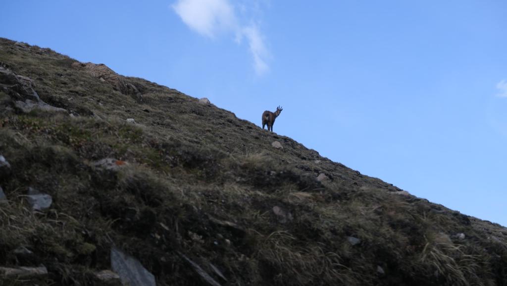 Chamois