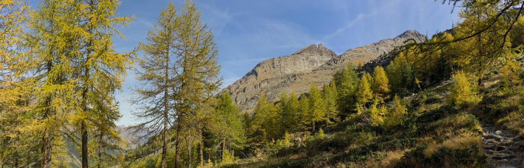 les mélèzes prennent leur parure d'automne... et c'est beau!